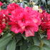 penisnik-red-jack.jpg