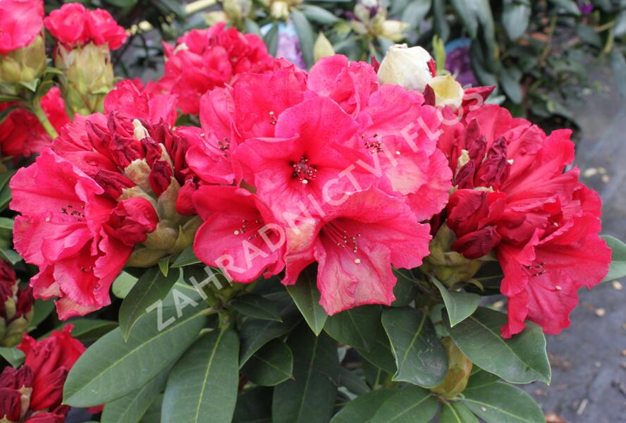 Pěnišník 'Red Jack' - Rhododendron (T) 'Red Jack'