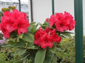 Pěnišník 'Red Jack' - Rhododendron (T) 'Red Jack'