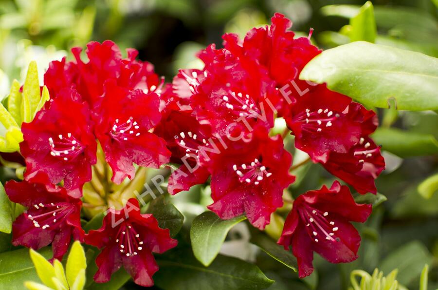 Pěnišník 'Sammetglut' - Rhododendron 'Sammetglut'