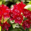 Pěnišník 'Sammetglut' - Rhododendron 'Sammetglut'