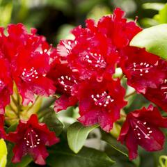Pěnišník 'Sammetglut' - Rhododendron 'Sammetglut'