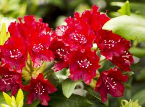 Pěnišník 'Sammetglut' - Rhododendron 'Sammetglut'