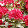 Pěnišník 'Sammetglut' - Rhododendron 'Sammetglut'