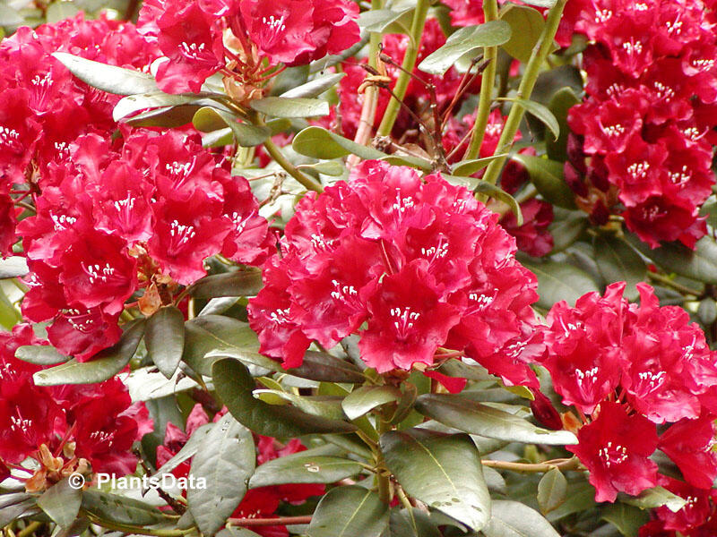 Pěnišník 'Sammetglut' - Rhododendron 'Sammetglut'