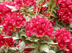 Pěnišník 'Sammetglut' - Rhododendron 'Sammetglut'