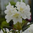 Pěnišník 'Cunningham's White' - Rhododendron (T) 'Cunningham's White'