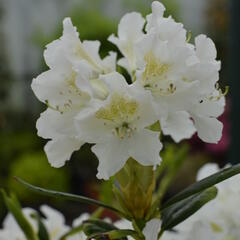 Pěnišník 'Cunningham's White' - Rhododendron (T) 'Cunningham's White'