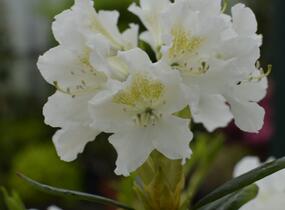 Pěnišník 'Cunningham's White' - Rhododendron (T) 'Cunningham's White'