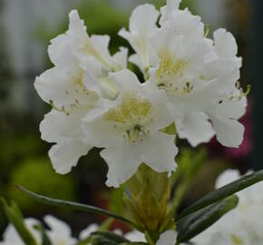 Pěnišník 'Cunningham's White' - Rhododendron (T) 'Cunningham's White'