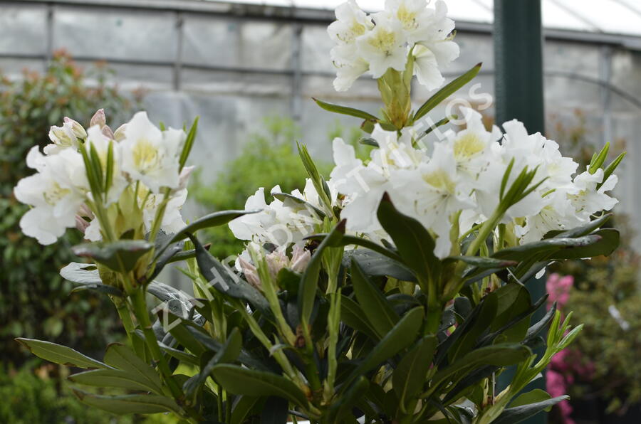 Pěnišník 'Cunningham's White' - Rhododendron (T) 'Cunningham's White'