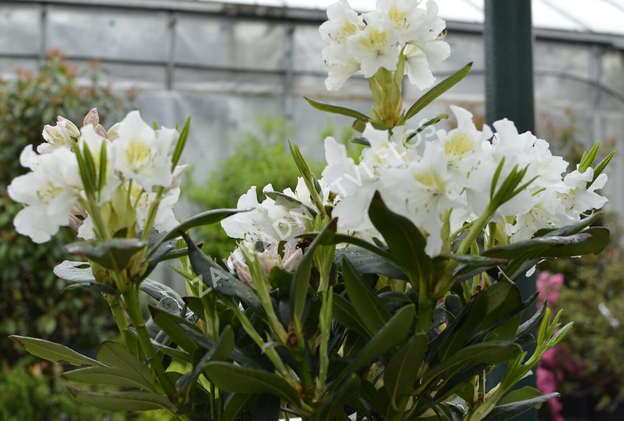 Pěnišník 'Cunningham's White' - Rhododendron (T) 'Cunningham's White'