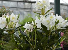 Pěnišník 'Cunningham's White' - Rhododendron (T) 'Cunningham's White'