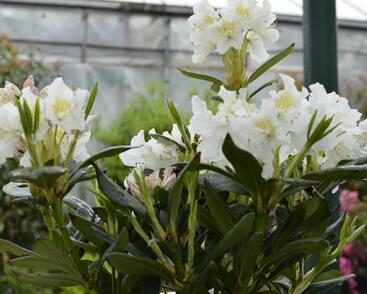 Pěnišník 'Cunningham's White'