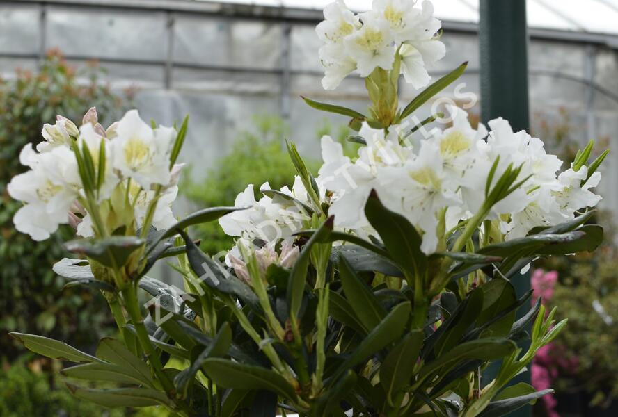Pěnišník 'Cunningham's White' - Rhododendron (T) 'Cunningham's White'