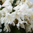 Pěnišník 'Cunningham's White' - Rhododendron (T) 'Cunningham's White'
