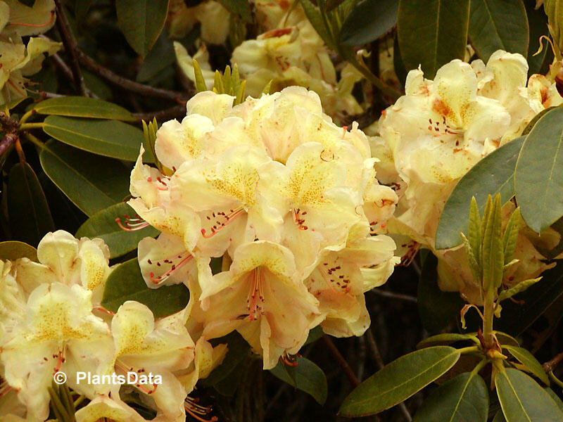 Pnink 'Belkanto' - Rhododendron (Y) 'Belkanto' | Zahradnictv FLOS