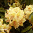 Pěnišník 'Belkanto' - Rhododendron (Y) 'Belkanto'