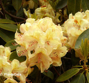 Pěnišník 'Belkanto' - Rhododendron (Y) 'Belkanto'