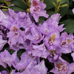 Pěnišník 'Fastuosum Flore Pleno' - Rhododendron 'Fastuosum Flore Pleno'