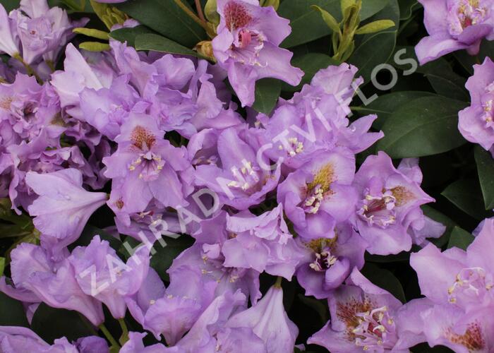 Pěnišník 'Fastuosum Flore Pleno' - Rhododendron 'Fastuosum Flore Pleno'