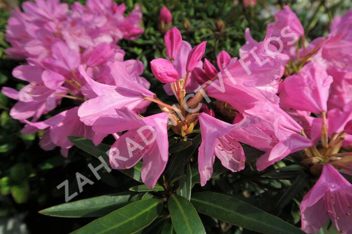 Pěnišník černomořský 'Graziella' - Rhododendron ponticum 'Graziella'