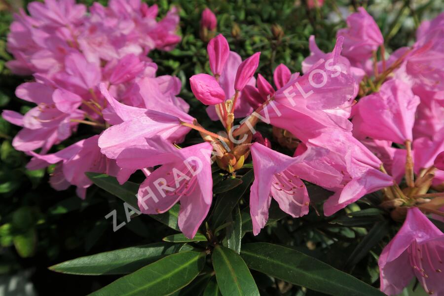 Pěnišník černomořský 'Graziella' - Rhododendron ponticum 'Graziella'