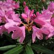 Pěnišník černomořský 'Graziella' - Rhododendron ponticum 'Graziella'