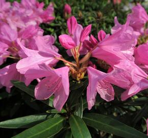 Pěnišník černomořský 'Graziella'