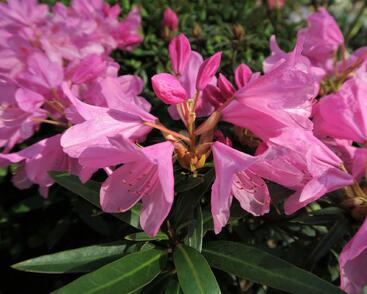 Pěnišník černomořský 'Graziella'