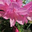 Pěnišník černomořský 'Graziella' - Rhododendron ponticum 'Graziella'