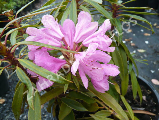 Pěnišník černomořský 'Graziella' - Rhododendron ponticum 'Graziella'