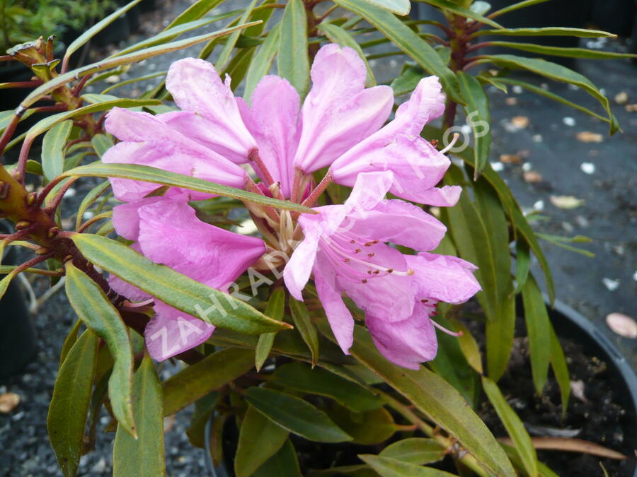 Pěnišník černomořský 'Graziella' - Rhododendron ponticum 'Graziella'