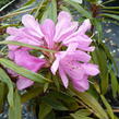 Pěnišník černomořský 'Graziella' - Rhododendron ponticum 'Graziella'