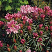 Pěnišník černomořský 'Graziella' - Rhododendron ponticum 'Graziella'