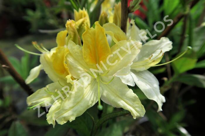Azalka 'Northern Hi-Lights' - Azalea (KH) 'Northern Hi-Lights'
