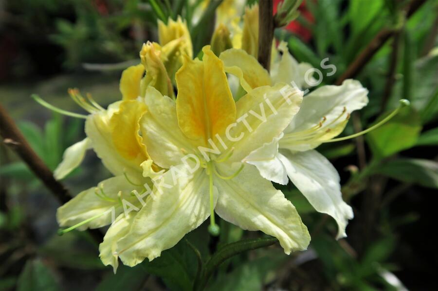 Azalka 'Northern Hi-Lights' - Azalea (KH) 'Northern Hi-Lights'