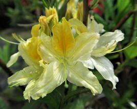 Azalka 'Northern Hi-Lights'