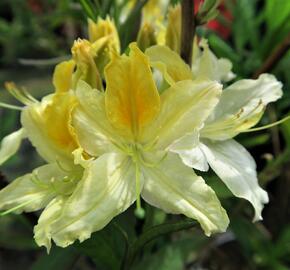 Azalka 'Northern Hi-Lights' - Azalea (KH) 'Northern Hi-Lights'