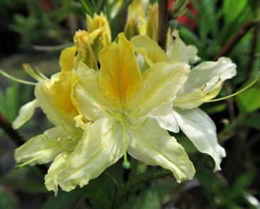 Azalka 'Northern Hi-Lights'