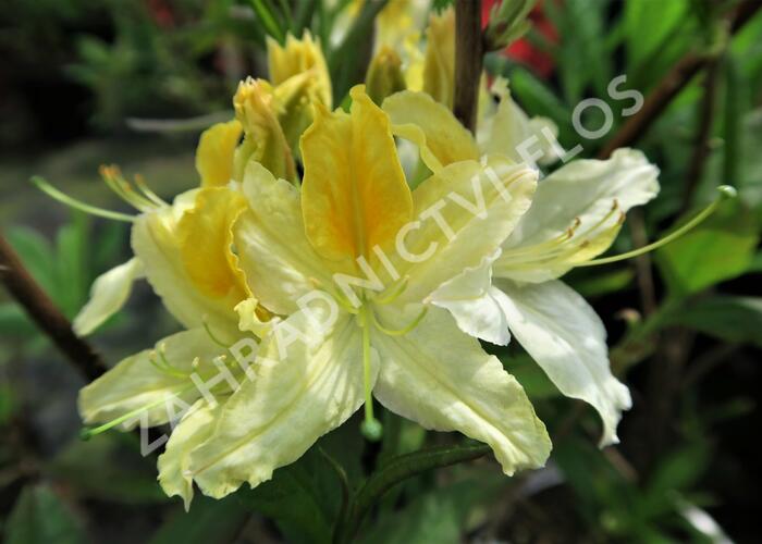 Azalka 'Northern Hi-Lights' - Azalea (KH) 'Northern Hi-Lights'