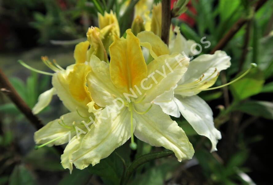 Azalka 'Northern Hi-Lights' - Azalea (KH) 'Northern Hi-Lights'