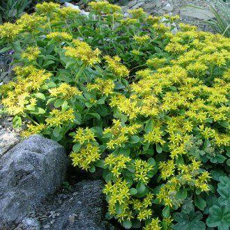 Rozchodník 'Goldilocks' - Sedum selskianum 'Goldilocks'