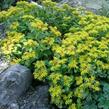 Rozchodník 'Goldilocks' - Sedum selskianum 'Goldilocks'