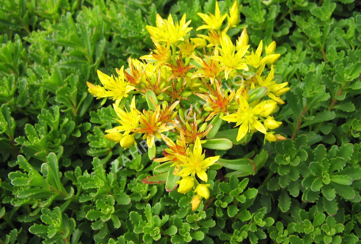 Rozchodník kamčatský - Sedum kamtschaticum