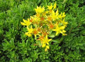 Rozchodník kamčatský - Sedum kamtschaticum