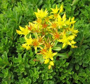 Rozchodník kamčatský - Sedum kamtschaticum