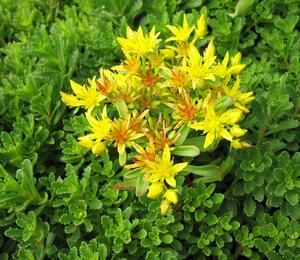 Rozchodník kamčatský - Sedum kamtschaticum
