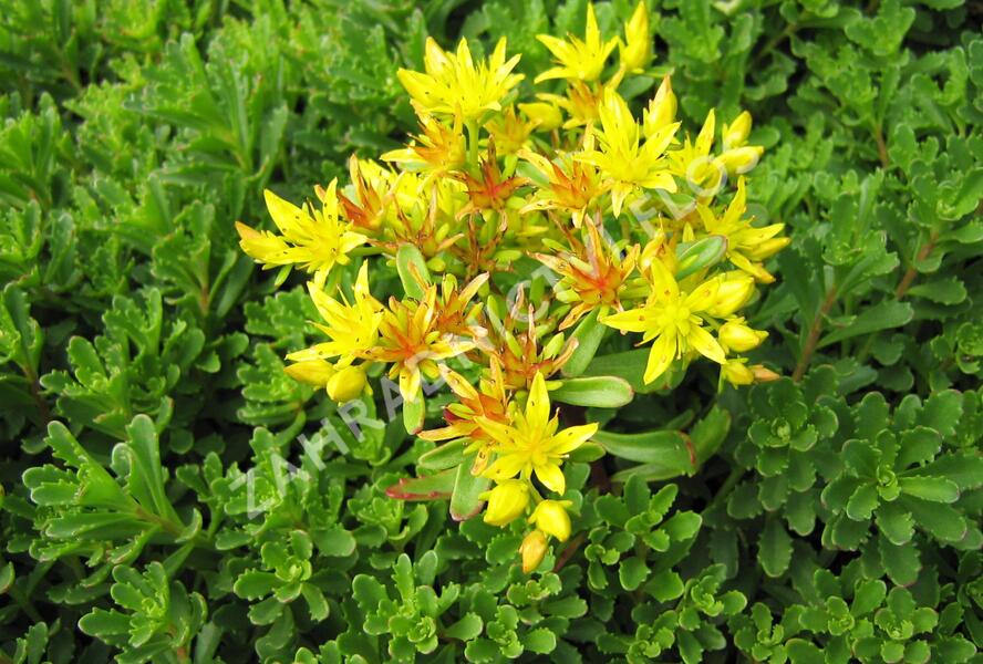 Rozchodník kamčatský - Sedum kamtschaticum
