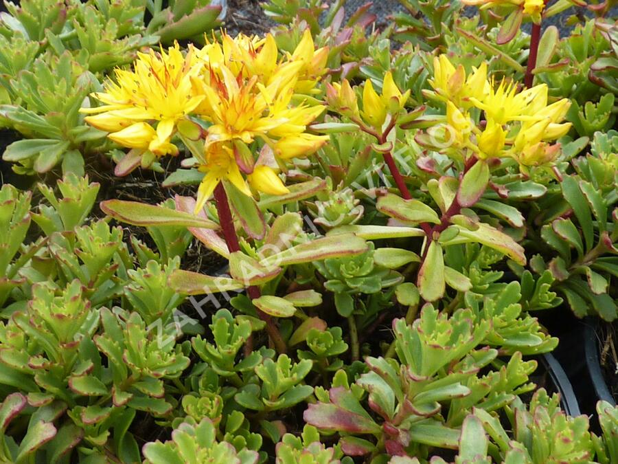 Rozchodník kamčatský - Sedum kamtschaticum
